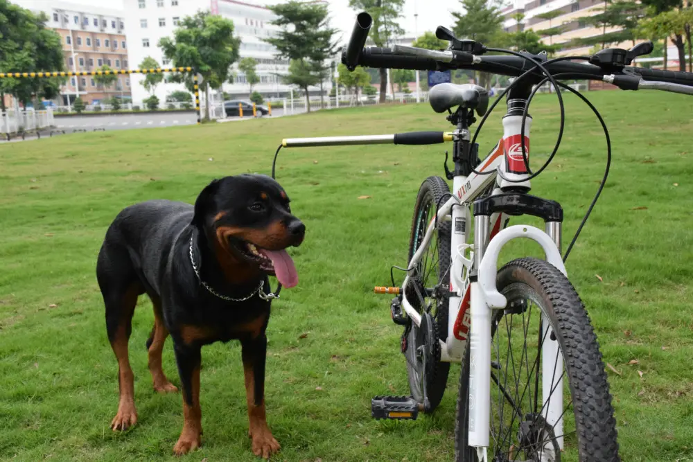 Hund produkt innovative produkte für den import hände frei hundeleine