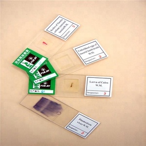 ヒト組織学平滑筋孤立顕微鏡調製されたスライド - Product Image 6