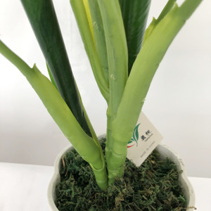Planta de plástico artificial para decoración <span class=keywords><strong>interior</strong></span>, bonsái para el hogar y la Oficina de gran calidad al aire libre, evergreen - Product Image 2