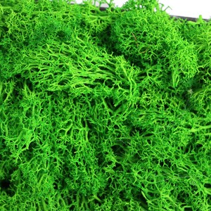 Home Decoration Real Natural Preserved Moss Wall Panel Natural Green Moss Stabilized Reindeer Moss