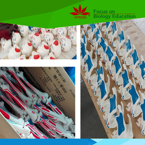 ชีวิตขนาดร้อนขายพีวีซีสุนัขเทียมเข่าร่วมรุ่น - Product Image 6