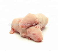 1-3g de souris roses congelées nutritives pour animaux de compagnie, serpents, lézards, grenouilles, tortues, crocodiles, renards, faucons, scinques, araignées, chats, etc.
