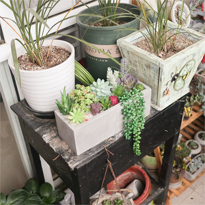 Set di 13 <span class=keywords><strong>Piante</strong></span> Succulente <span class=keywords><strong>Artificiali</strong></span> Assortite di Alta Qualità in Vaso di Cemento Rettangolare Fatto a Mano, Ecologico e Rustico - Product Image 5