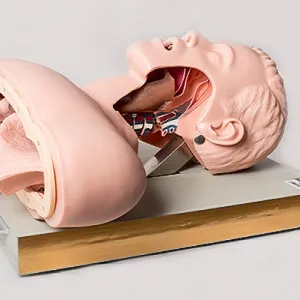 Gd/j50 geral médico o simulador de intubação de airway humano