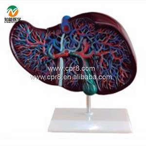 Mô hình 3D của cơ thể con người giải phẫu gan trong kho khoa học y tế có sẵn - Product Image 3