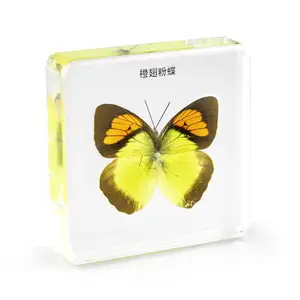 Insectes papillons, ambre, résine 3D lourde, foncé