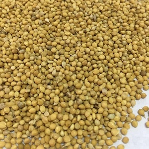 <span class=keywords><strong>Bulk</strong></span> Millet Grain zum Füttern von Vögeln