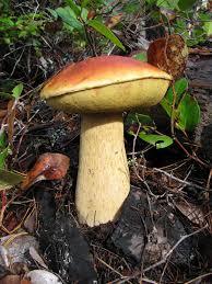 Detan <span class=keywords><strong>boletus</strong></span> frescos setas precios - Product Image 5