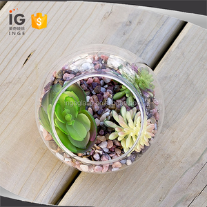 Plantes de <span class=keywords><strong>terrarium</strong></span> à vendre, <span class=keywords><strong>terrarium</strong></span> en verre, petit <span class=keywords><strong>terrarium</strong></span> - Product Image 3