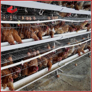 Jaula para Pollos, Jaulas en Batería para Gallinas <span class=keywords><strong>Ponedoras</strong></span>, Equipo para Avicultura - Product Image 3