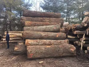 oak round shape logs price / high quality round oak wood price