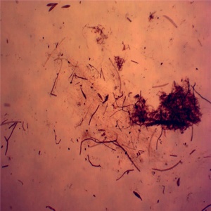 微生物学教育資源菌類とバクテリアが準備したスライド - Product Image 5