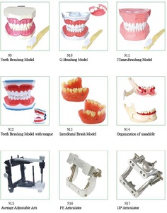 <span class=keywords><strong>Dental</strong></span> studio Anatomico Mandibola modello - Product Image 6