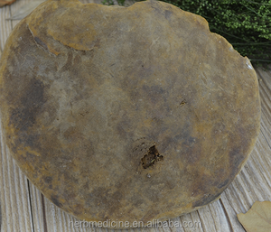 Hongo Phellinus Linteus Teng Seco Silvestre Entero, Origen Bozhou, China, Paquete <span class=keywords><strong>de</strong></span> 1KG - Product Image 4