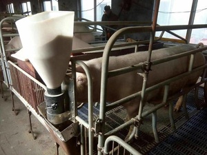 Nuovo intelligente <span class=keywords><strong>pig</strong></span> <span class=keywords><strong>auto</strong></span> alimentatore automatico di maiale alimentatore per la vendita - Product Image 4