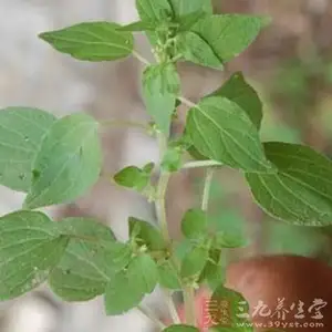 100% médecine naturelle Pariétaire plante Extrait de racines