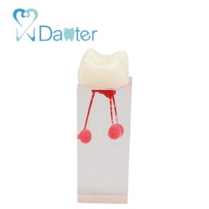 Hars Dentale Endodontische Tandmodel Met Wortelkanaalblok Voor Studentenstudie - Product Image 2