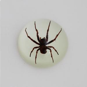 Real Insects Specimen Encasedで67ミリメートルAcrylic Dome Paperweight - Product Image 2