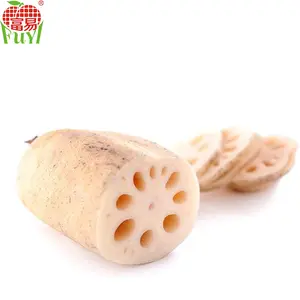 fresh lotus root prices for export