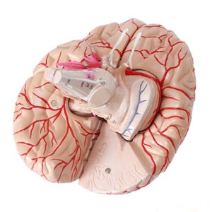 Pendidikan medis otak manusia <span class=keywords><strong>Model</strong></span> anatomi kepala Sains arteri dan otak untuk sekolah rumah sakit anatomis