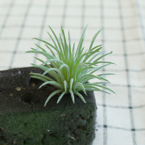Singolo basso MOQ Faux plant succulente artificiali serie fai da te per la decorazione della disposizione della casa all'aperto dell'interno