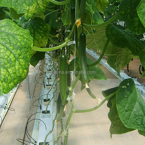 Lage Kosten Kokosvezels Met Druppelirrigatie Hydrocultuur Planten Systemen Voor Tomaat En Meloenen - Product Image 6