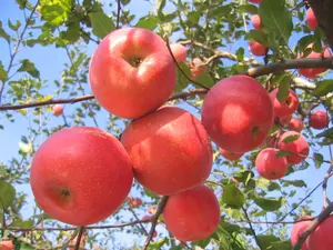 Pó de vinagre de apple orgânico