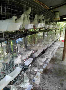 Piège à pigeons pour la colombophilie, utilisé pour les cages d'élevage de volailles, <span class=keywords><strong>cage</strong></span> à vendre - Product Image 4