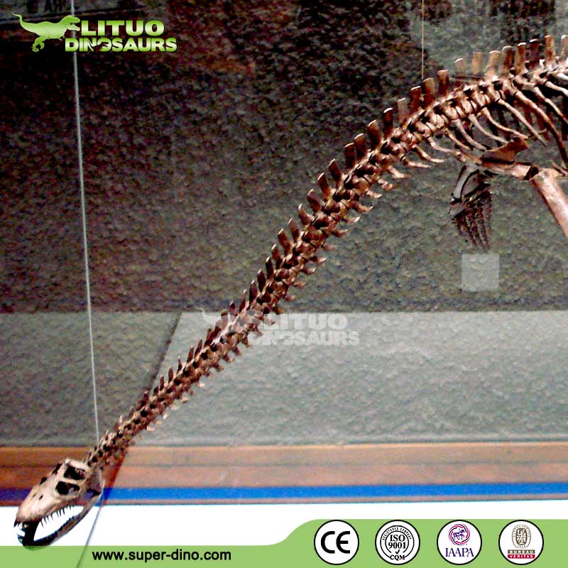 プレシオサウルスの椎骨の化石 プレシオサウルスの博物館展示恐竜化石シミュレーション