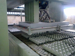 Granja avícola utilizando máquina bandeja <span class=keywords><strong>de</strong></span> huevos línea <span class=keywords><strong>de</strong></span> producción - Product Image 2