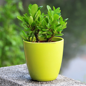 กระถางดอกไม้พลาสติกสีสันสดใส,อุปกรณ์สำหรับสวน - Product Image 3
