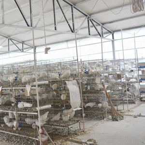 Yüksek kaliteli doğrudan üretmek güvercin üreme kafesi tasarım - Product Image 1