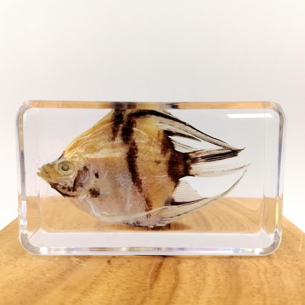 Настоящие рыбы ангела, консервированные биологические образцы, встроенные в акриловый корпус блока из полимера, Прозрачный блестящий птерофиллум скалар