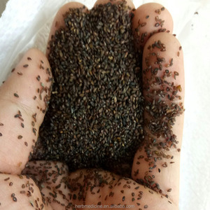 Hotsale नई स्वच्छ सूखे हल्दी Plantago बीज PLANTAGINIS वीर्य psyllium बीज के लिए बिक्री - Product Image 2