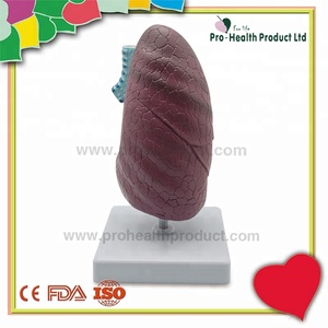Modèle de poumon malade du système respiratoire en pathologie - Product Image 5