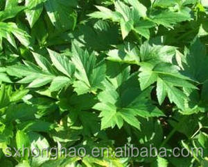 Натуральный Порошок Экстракта <span class=keywords><strong>Angelica</strong></span> Keiskei Koidzumi, экстракт листьев ашитабы завтра - Product Image 4