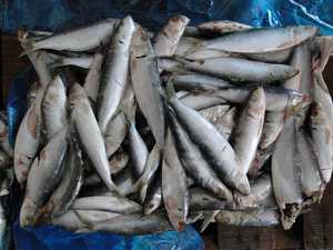 sardinas pescado proveedor de china - Product Image 1