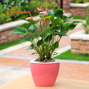 Venta caliente auto riego perezoso plantas suculentas <span class=keywords><strong>maceta</strong></span> de plástico - Product Image 2
