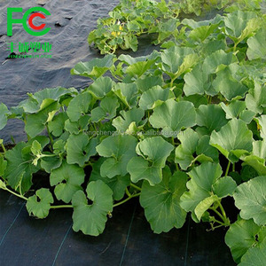 Tissu de paysage de tapis de barrière de mauvaises herbes de jardin de <span class=keywords><strong>géotextile</strong></span> de Offre Spéciale avec des trous <span class=keywords><strong>pour</strong></span> des plantes de fraise - Product Image 5