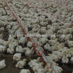 Sol alimentation des volailles équipement pour aire d'alimentation de poulet de poulet de chair ferme - Product Image 4