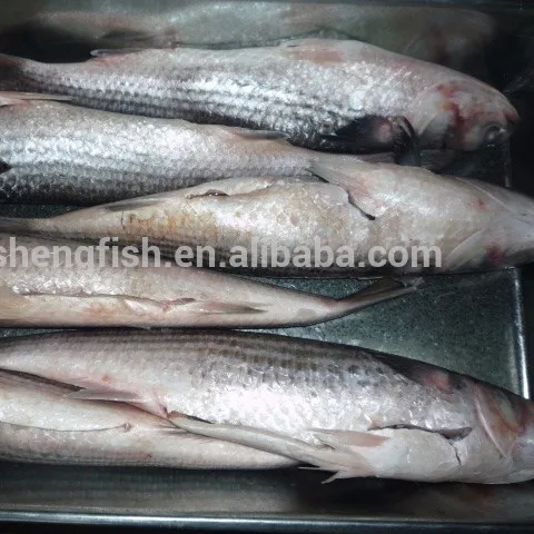 Penjualan Laris Harga Murah Segar Ikan Murah Makanan Laut Tanpa Telur Abu-abu Beku Mullet