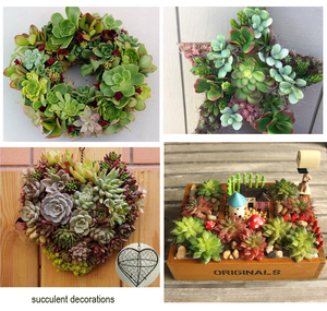 Plantes artificielles vertes, expendentif coréen d'herbe,