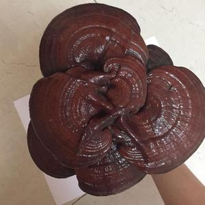 Jamur Reishi Kering Berkualitas Tinggi - Product Image 3