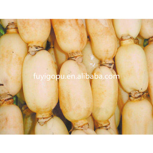 Свежие корни лотоса, цены на экспорт - Product Image 5