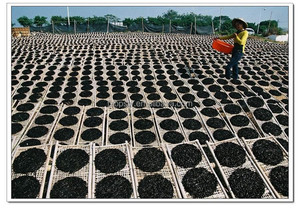 Natural Laver algas nori copos comida coreana <span class=keywords><strong>sushi</strong></span> Nori - Product Image 4