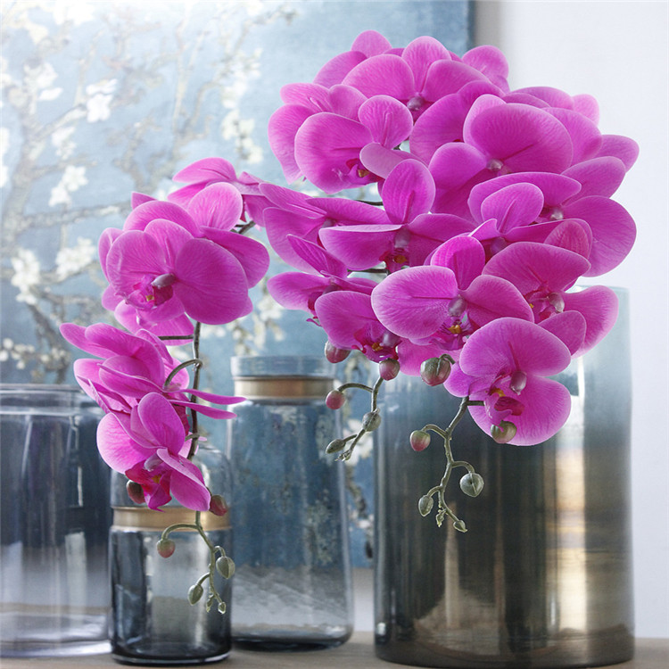 Pourpre