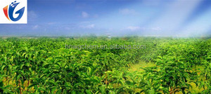 Organique Noni (Morinda Citrifolia) Tranches De Fruits <span class=keywords><strong>Secs</strong></span> - Product Image 3