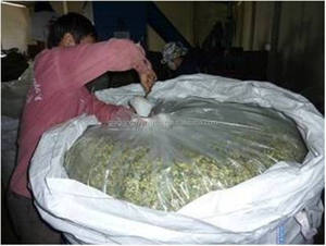 ENSILAGE DE MAÏS BON MARCHÉ pour ALIMENTATION ANIMALE Grade a 600kg Sac Jumbo Emballage GGNCS Marque Du Vietnam - Product Image 4