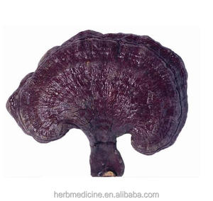 Té de Ganoderma Lucidum Silvestre Natural Chino, <span class=keywords><strong>Hongo</strong></span> <span class=keywords><strong>Reishi</strong></span> - Product Image 1