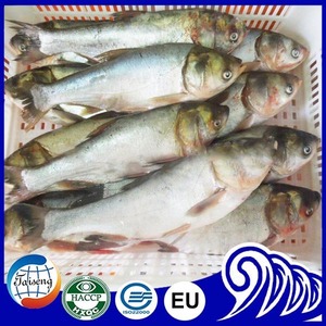 Chine Frais Congelé Asiatique <span class=keywords><strong>Poisson</strong></span> Carpe <span class=keywords><strong>Argent</strong></span>é - Product Image 4